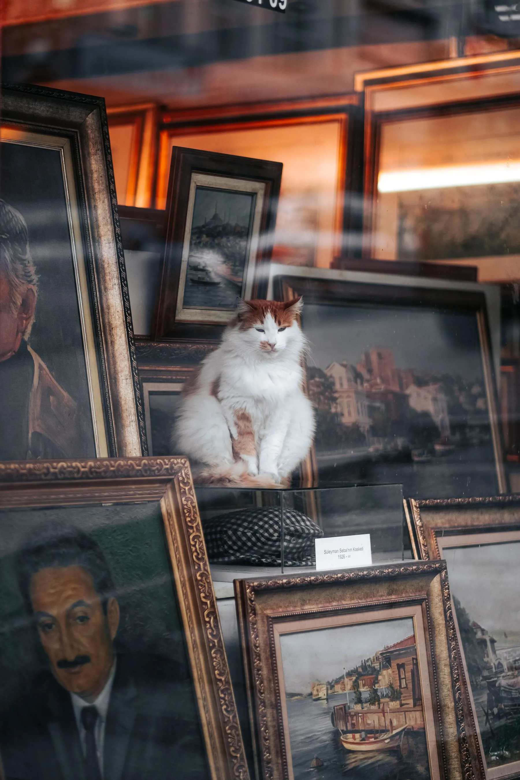 Sixty Bodega Cats, Documented Across Five Boroughs